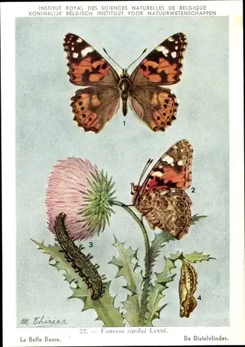 Künstler Ak Schmetterling, Vanessa cardui, Distelfalter