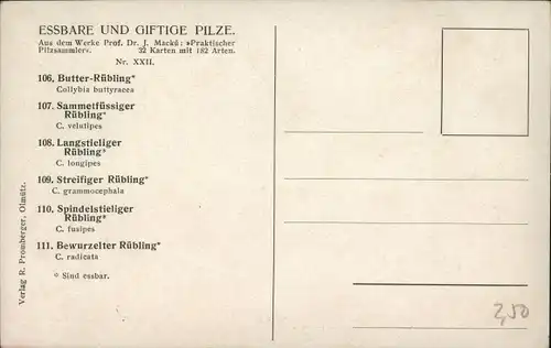 Ak Pilze, Butter-Rübling, Sammetfüssiger Rübling, Bewurzelter Rübling, Spindelsteiliger Rübling