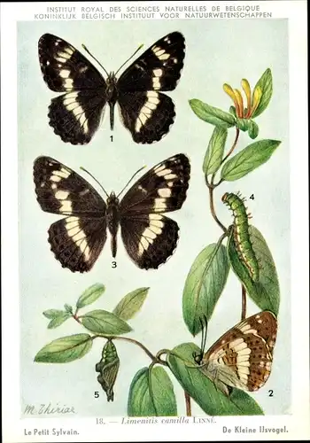 Künstler Ak Schmetterling, Limentis camilla, Kleiner Eisvogel