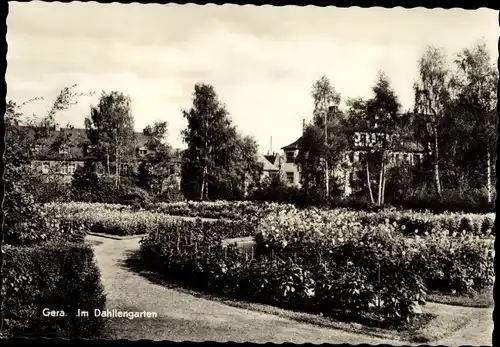 Ak Gera in Thüringen, Dahliengarten