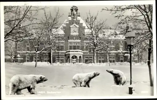 Ak Umea Schweden, Eisbären im Stadtpark, Winter, Rathaus