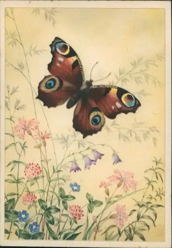 Ak Schmetterlinge, Blumen, Tagpfauenauge