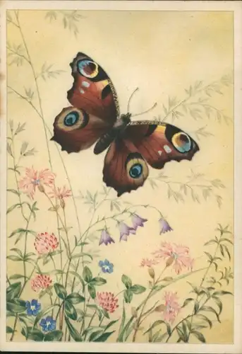 Ak Schmetterlinge, Blumen, Tagpfauenauge