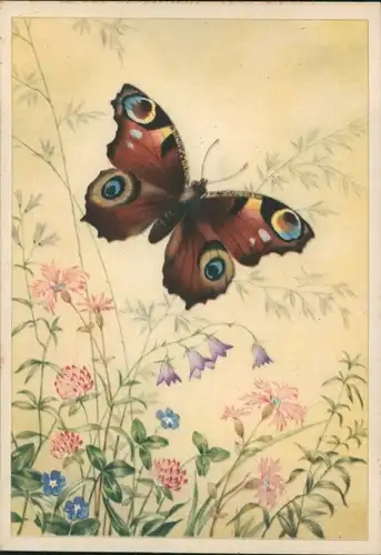 Ak Schmetterling, Blumen, Tagpfauenauge