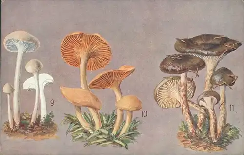 Ak Pilze, Jungfern-Wasserkopf, Wieser-Wasserkopf, Olivweißer Wasserkopf