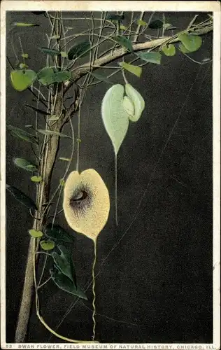 Ak Swan Flowers, Field Museum of Natural History Chicago