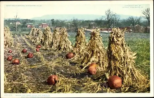 PC Massachusetts USA, Berkshire Hills, Corn and Pumkins, when the frost is on the Pumkin and the ...