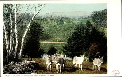Ak Pittsfield Massachusetts USA, Esel im Berkshire Park