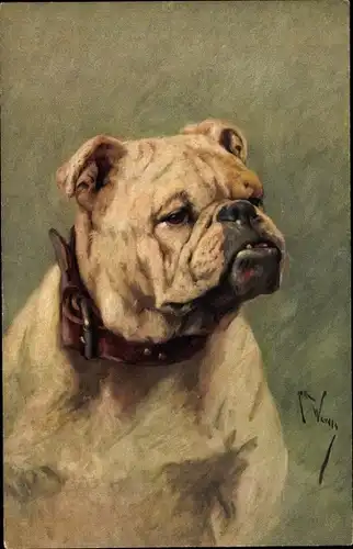 Künstler Ak Bulldogge, Hundeportrait