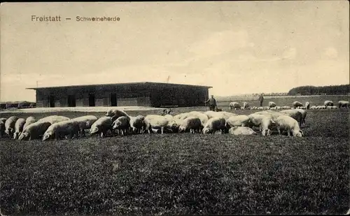 Ak Freistatt in Niedersachsen, Schweineherde