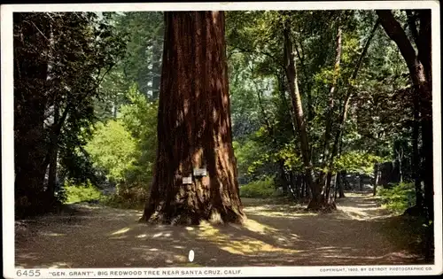 Ak Santa Cruz, Kalifornien, USA, großer Redwood-Baum