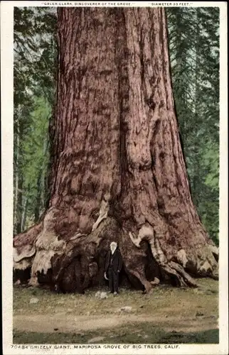 Ak Yosemite Nationalpark Kalifornien USA, Grizzly Giant, Mariposa Grove