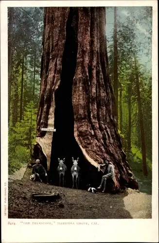 Ak Yosemite Nationalpark Kalifornien USA, Mariposa Grove, das Teleskop