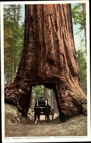 Ak Yosemite Nationalpark Kalifornien USA, Mariposa Grove, Wawona