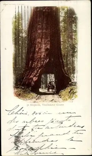 Ak Yosemite Nationalpark Kalifornien USA, Tuolumne Grove, Sequoia