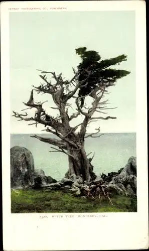 Ak Monterey Kalifornien USA, Hexenbaum