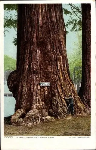 Ak Santa Cruz Kalifornien USA, Santa Cruz Grove, Jumbo