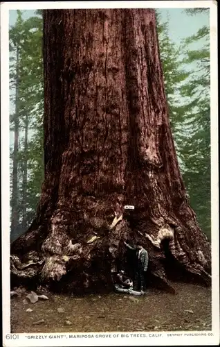 Ak Yosemite Nationalpark Kalifornien USA, Mariposa Grove, Grizzly Giant
