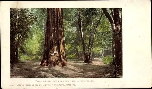 Ak Kalifornien USA, Big Redwood Tree, Gen. Giant
