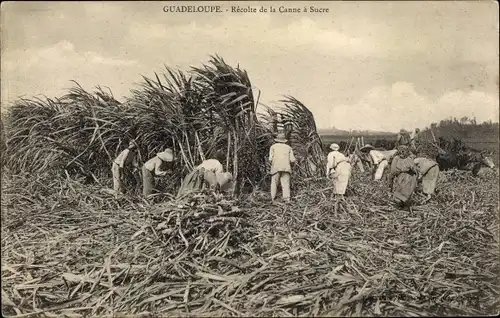 Ak Guadeloupe, Recolte de la Canne a Sucre