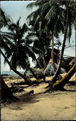 Ak Senegal, L'Afrique en couleurs, Sur la Côte, Strandpartie, Palmen