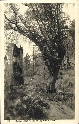 Ak Idyllwild Kalifornien USA, Burnt Tract West