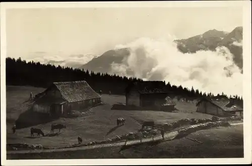 Ak Montana Vermala Kanton Wallis Schweiz, Páturage des Plans Mayens et la Bella Tola