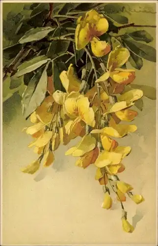 Künstler Ak Klein, Catharina, gelbe Blüten, Meissner Buch 1670