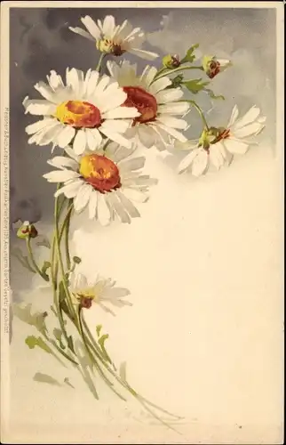 Künstler Litho Klein, Catharina, weiße Margeriten, Meissner & Buch 1195