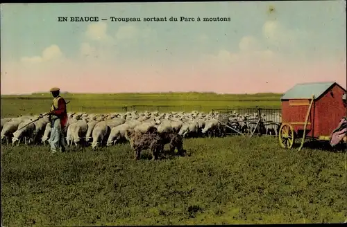 Ak En Beauce Loiret, Troupeau sortant du Parc à Moutons