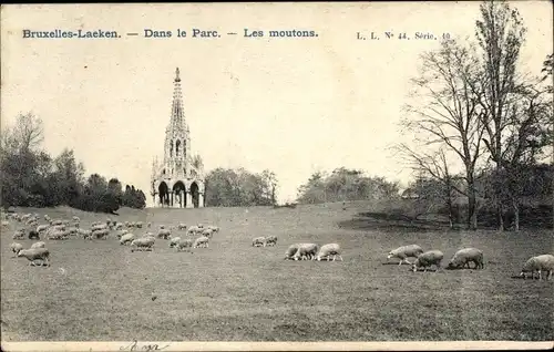 Ak Laeken Brüssel Brüssel, Im Park, Die Schafe