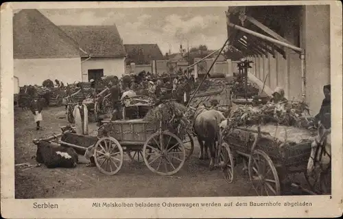 Ak Serbien, Mit Maiskolben beladene Ochsenwagen werden auf dem Bauernhof abgeladen