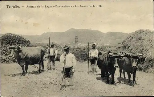 Ak Tenerife Teneriffa Kanarische Inseln Spanien, Afueras de Laguna Campesinos, faenas de la trilla
