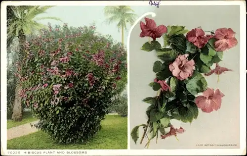 Ak USA, Hibiskuspflanze und -blüten