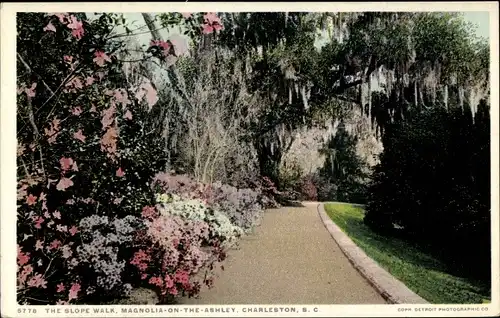 Ak Charleston South Carolina Vereinigte Staaten, The Slope Walk, Magnolia on the Ashley