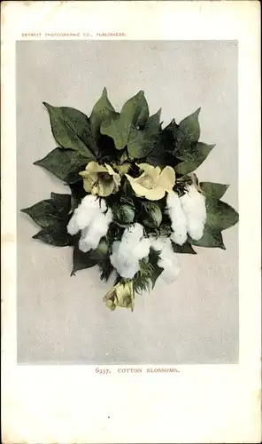 AK Cotton Blossoms, Baumwolle, Gelbe Blüten, USA