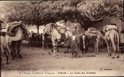 Ak Dakar Senegal, Erdnüsse melken