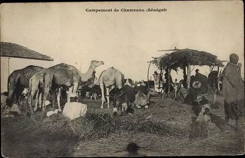 Ak Senegal, Kamele, Lager, Chameaux