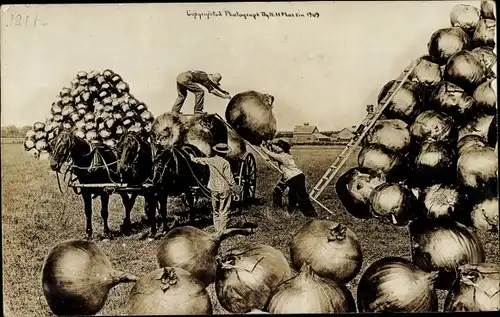 Foto Ak Bauern bei der Zwiebelernte, Fotomontage, große Zwiebeln