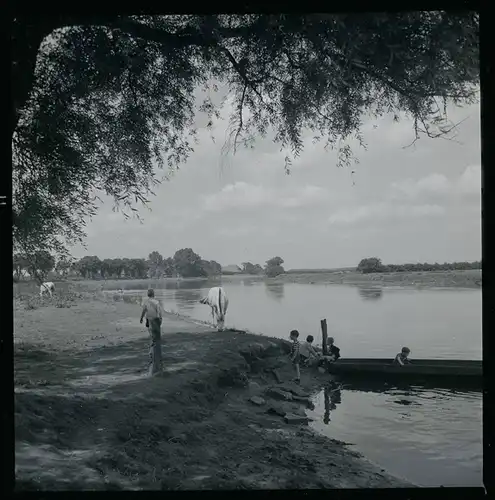 7 Zelluloid Negative Bosse Frankenfeld Niedersachsen, See, Windmühle, Teich