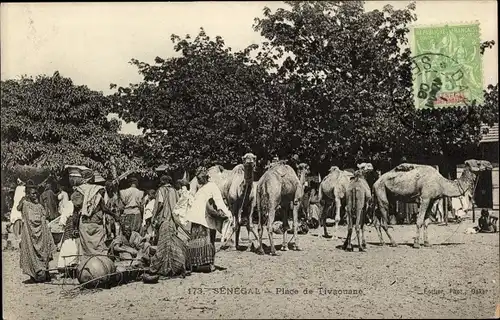 Ak Tivaouane Senegal, Marktplatz, Kamele