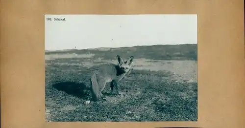Foto 1906, Grootfontein Namibia Deutsch Südwestafrika, Schakal