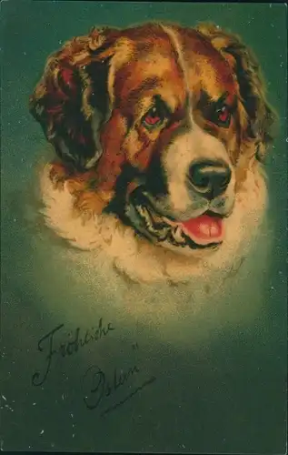 Ak Bernhardiner, Hundeportrait