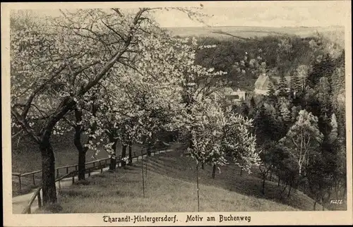 Ak Hintergersdorf Tharandt Sachsen, Buchenweg, Panorama