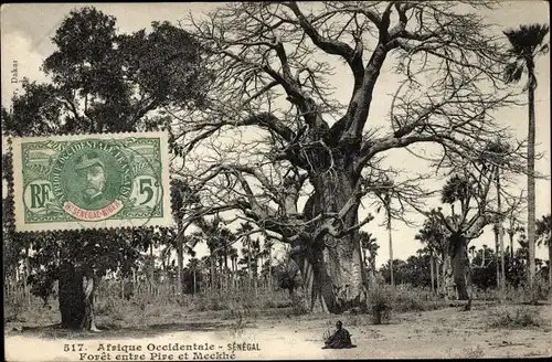Ak Senegal, Wald zwischen Pire und Meckhe