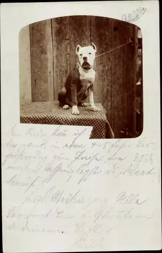 Foto Ak Hundeportrait, Bulldogge ?