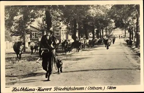 Ak Friedrichsbrunn Thale im Harz, Kühe