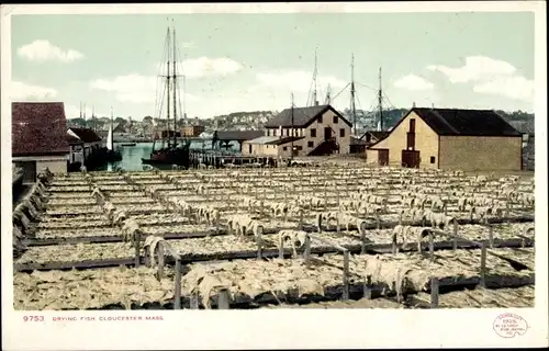 Ak Gloucester Massachusetts USA, Trocknen von Fisch