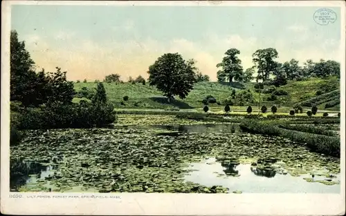 AK Springfield Massachusetts USA, Lily Ponds, Forest Park