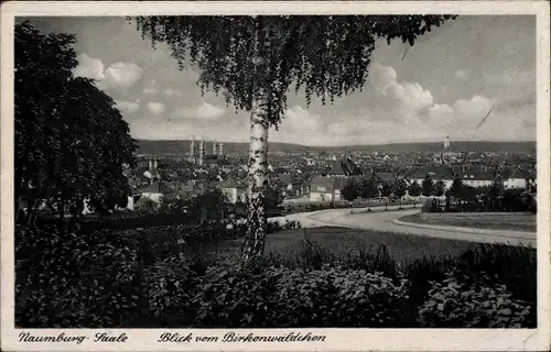 Ak Naumburg an der Saale, Totalansicht, Birkenwäldchen